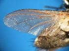 estheria litoralis_ala sx (olotipo)