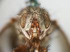 estheria litoralis_capo vis. frontale (holotypus)
