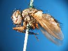 estheria litoralis_habitus (olotipo)