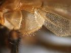 estheria litoralis_margine calittra inferiore 2