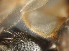 estheria litoralis_margine calittra inferiore