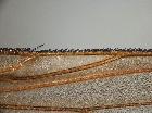 estheria microcera_CS2 vis ventrale