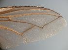 estheria microcera_ala