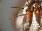 estheria microcera_antenna (M)