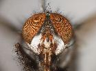 estheria microcera_capo (M)  vis. frontale