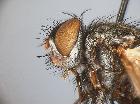 estheria microcera_capo vis. lat. (M)