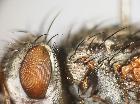 estheria microcera_settaglio postpronoto
