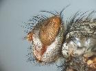 estheria nigripes_capo (holotypus)
