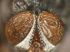 estheria nigripes_capo frontale  (holotypus)