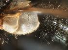 estheria petiolata_dettaglio calittra inferiore