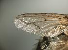estheria picta_ala sx