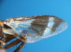 euthera fascipennis_ala dx