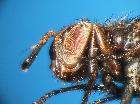 euthera fascipennis_capo