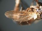 freraea gagatea_ala