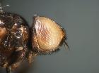 freraea gagatea_capo (F)