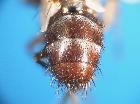 germaria angustata_addome