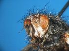 germaria ruficeps_capo (M)