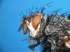 germaria ruficeps_capo2 (M)