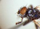 graphogaster parvipalpis_capo (M)
