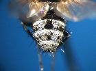 graphogaster vestita_ maschio addome