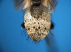 graphogaster vestita_femmina addome