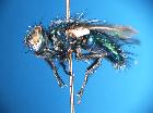 gymnocheta viridis_habitusF