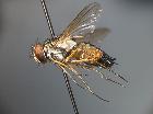 halidaya aurea_habitus