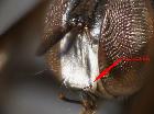 hemyda obscuripennis_vibrissa