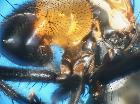 hemyda vittata_area postmetacoxale (M)