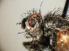 hyalurgus cruciger_capo (M)