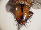 hyalurgus lucidus_addome (M)