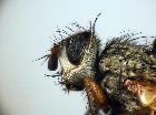 hyalurgus lucidus_capo (M)