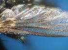 hyleorus elatus_ ala sx (antero-dorsale)