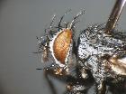 hyleorus elatus_capo (M)