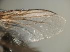 hypovoria hilaris_ala