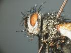 hypovoria hilaris_capo 