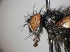ligeria angusticornis_capo (F)