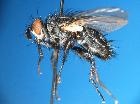 linnaemya frater_habitus (M)
