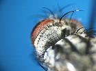 linnaemya frater_occipite