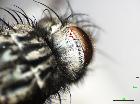 linnaemya hevetica_occipite