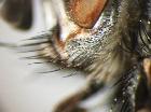 linnaemya impudica_dilatazione genale