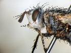 linnaemya latigena_capo (paratype F)