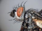linnaemya lithosiophaga_capo (M)