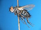 linnaemya lithosiophaga_habitus (M)