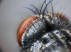 linnaemya lithosiophaga_occipitale