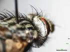 linnaemya media_occipite
