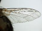 linnaemya petiolata_ala (holotype)
