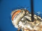 linnaemya picta_occipite