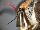 linnaemya soror_antenna