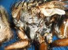 linnaemya vulpina_habitus
